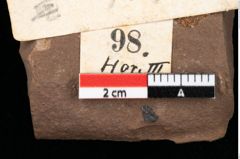 Foto (Detailansicht) von Chondrites ambiguus Ettingshausen (NHMW-GEO-2024-0188-0098)